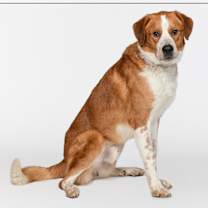 adopt-pet