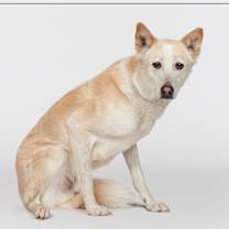 adopt-pet