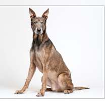 adopt-pet