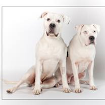 adopt-pet