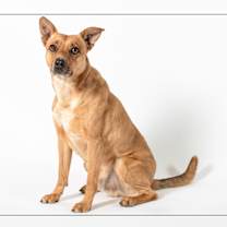 adopt-pet