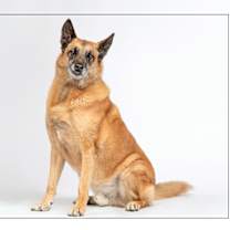 adopt-pet