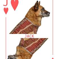 Thumbnail photo of Jack #3