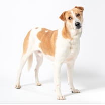 adopt-pet