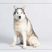 adopt-pet