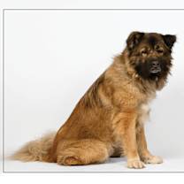 adopt-pet