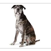 adopt-pet