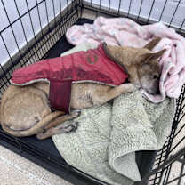 Thumbnail photo of Grrrr-mrlw #3