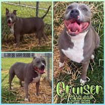 Thumbnail photo of Cruiser #1