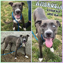 Thumbnail photo of Ambrosia #1