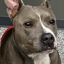 Thumbnail photo of Cruiser #2