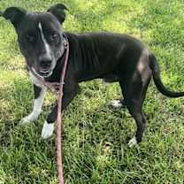 Thumbnail photo of Petey   #10177 #3