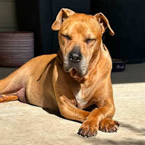 Thumbnail photo of Mr Gibbs #1