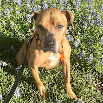 Thumbnail photo of Mr Gibbs #2