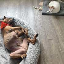 Thumbnail photo of Mr Gibbs #3