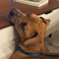 Thumbnail photo of Mr Gibbs #4