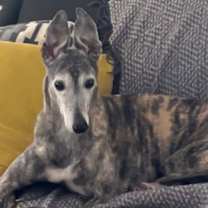 Thumbnail photo of Luna #2