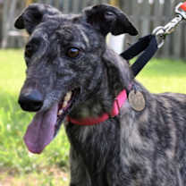 Thumbnail photo of Luna #4