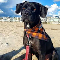 Thumbnail photo of Roscoe #1