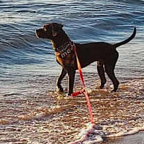 Thumbnail photo of Roscoe #2