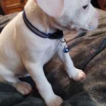 Thumbnail photo of Maximus #2