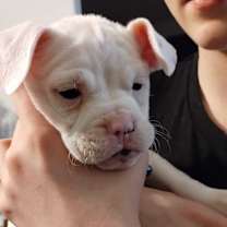 Thumbnail photo of Maximus #3