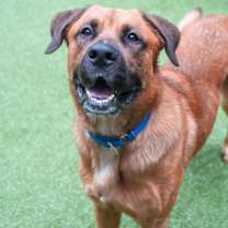 Thumbnail photo of Capone #1