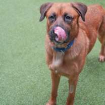 Thumbnail photo of Capone #3