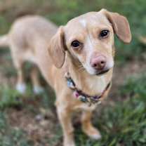 Thumbnail photo of Bella #1