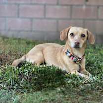 Thumbnail photo of Bella #2