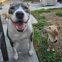 Thumbnail photo of Bella #3