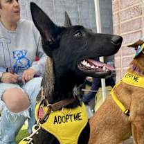 Thumbnail photo of Clementine #1