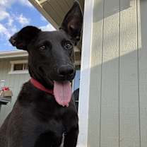 Thumbnail photo of Sherlock #2