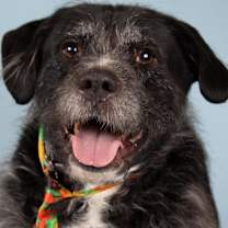 adopt-pet