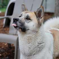 Thumbnail photo of Tara #4