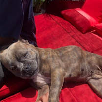 Thumbnail photo of Gigi #2