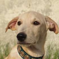 Thumbnail photo of JAMES (UAE) lf #1