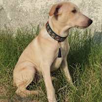 Thumbnail photo of JAMES (UAE) lf #2