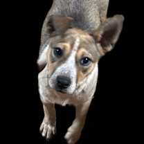 Thumbnail photo of Buffy #1