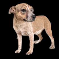 Thumbnail photo of Buffy #2