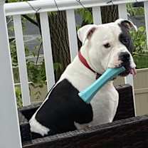 Thumbnail photo of Charlie #2