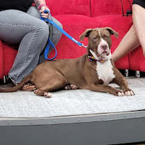 Thumbnail photo of Apollo #1