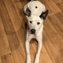 Thumbnail photo of Gabe #1