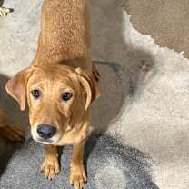 adopt-pet