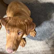 adopt-pet