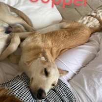 Thumbnail photo of Copper #1