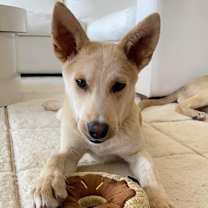 Thumbnail photo of Copper #2