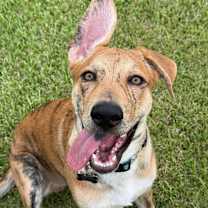 Thumbnail photo of Tiger Gentle Pup #1