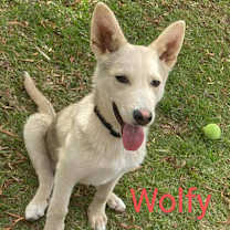 Thumbnail photo of Wolfy #1
