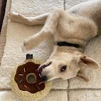 Thumbnail photo of Wolfy #2